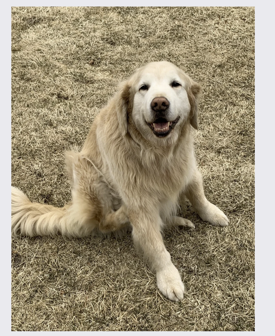 Pet photo from Amber's Pawsitive Vibes Pet Services library.