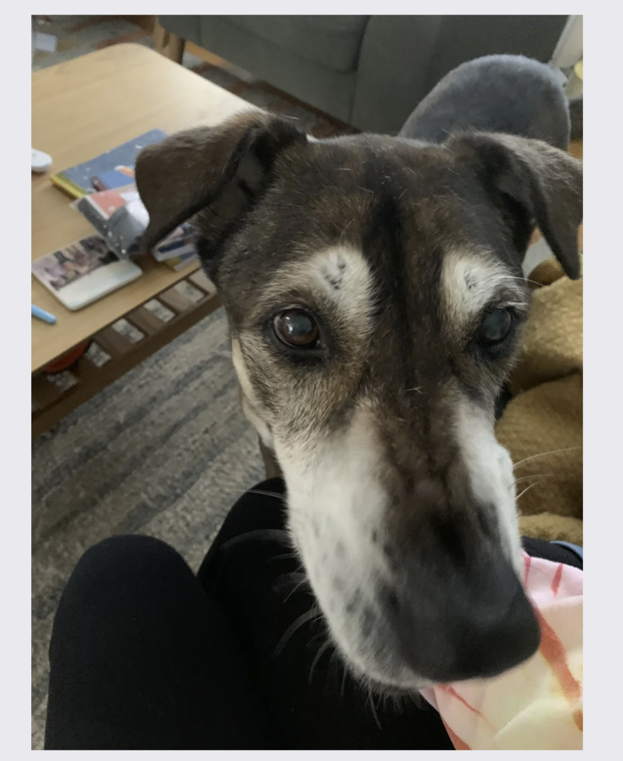 Pet photo from Amber's Pawsitive Vibes Pet Services library.