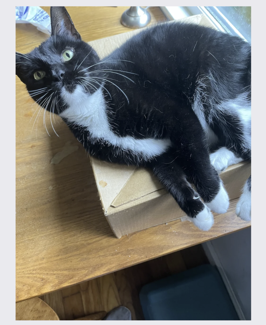 Pet photo from Amber's Pawsitive Vibes Pet Services library.