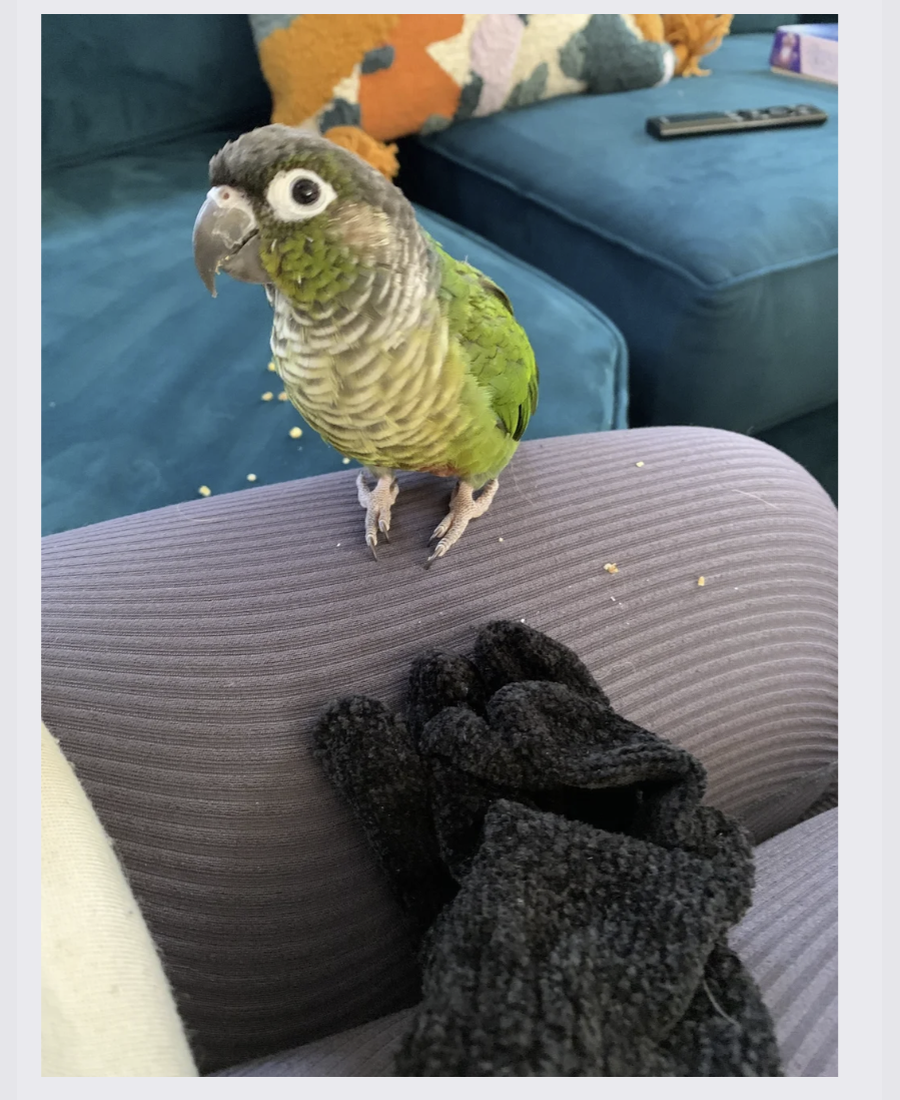 Pet photo from Amber's Pawsitive Vibes Pet Services library.