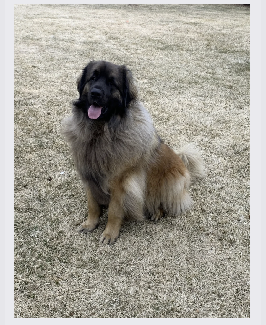 Pet photo from Amber's Pawsitive Vibes Pet Services library.