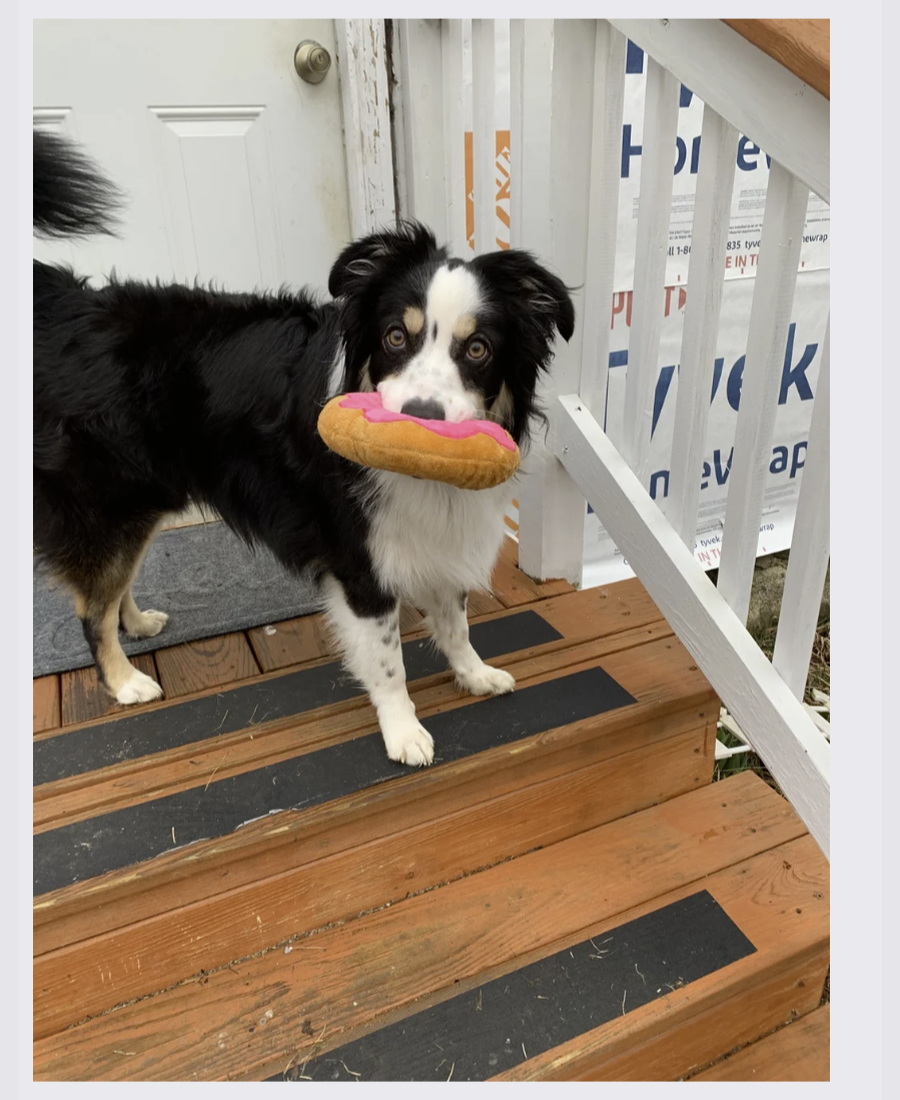 Pet photo from Amber's Pawsitive Vibes Pet Services library.