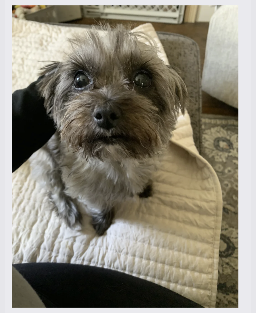 Pet photo from Amber's Pawsitive Vibes Pet Services library.
