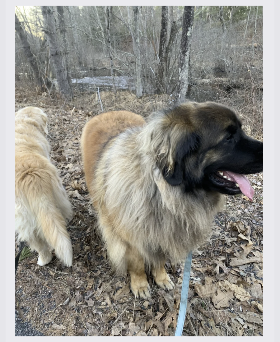 Pet photo from Amber's Pawsitive Vibes Pet Services library.