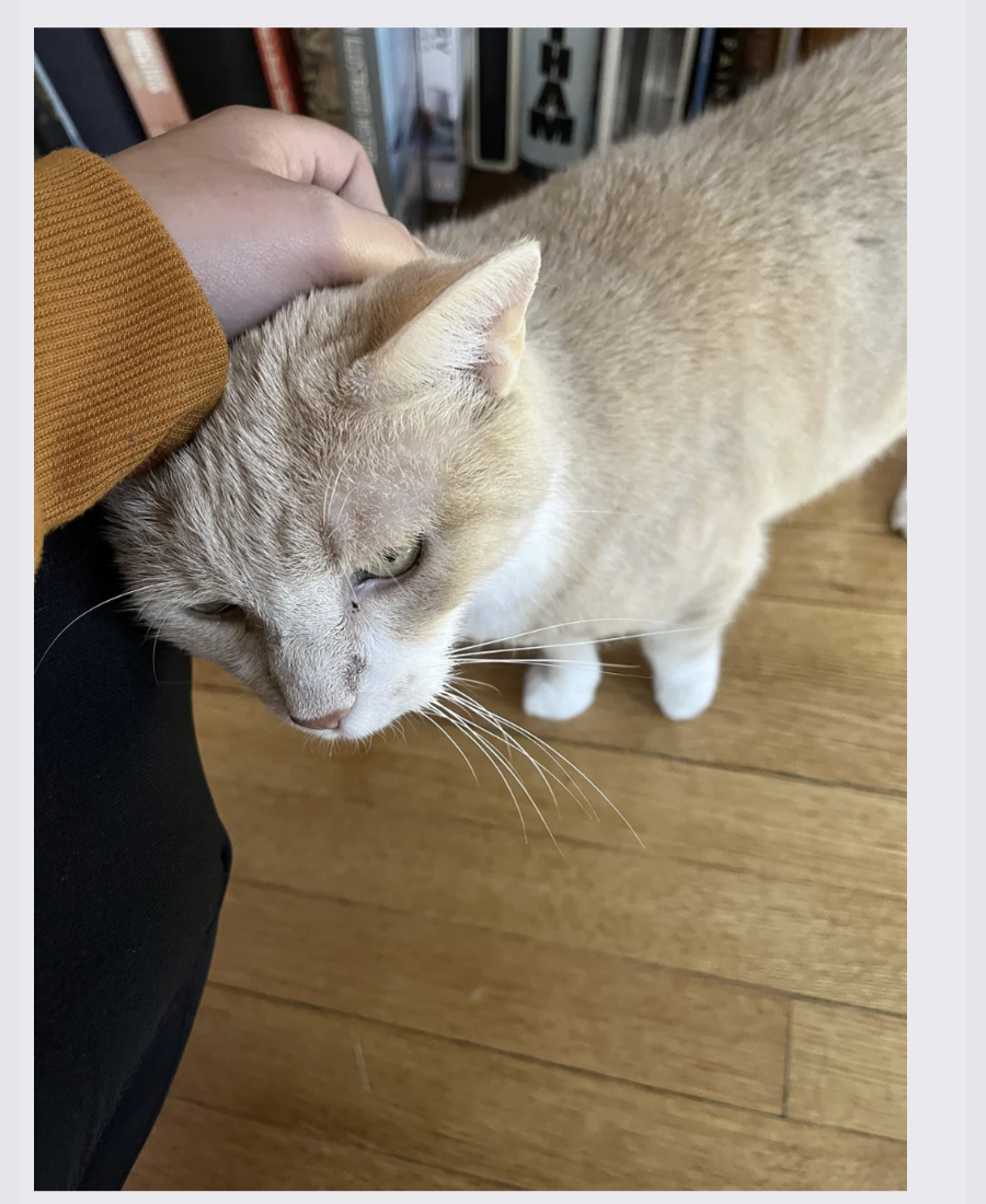 Pet photo from Amber's Pawsitive Vibes Pet Services library.