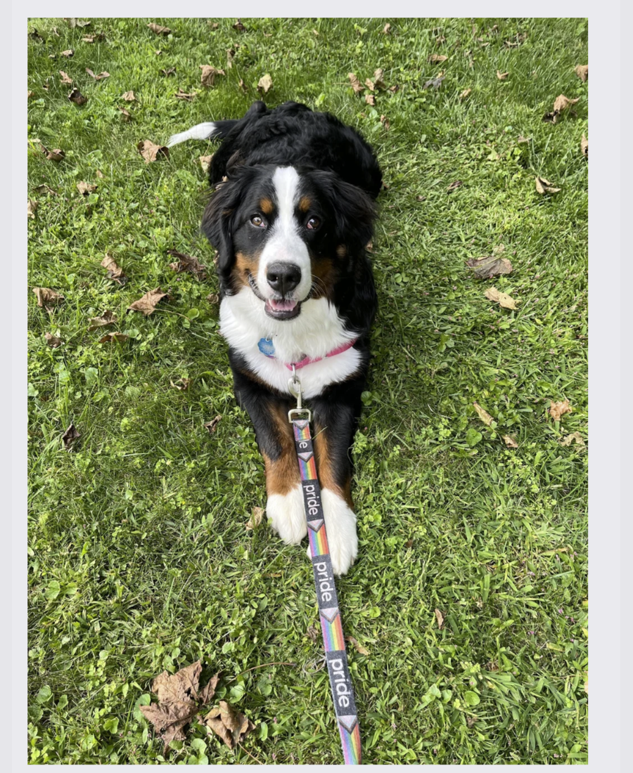 Pet photo from Amber's Pawsitive Vibes Pet Services library.