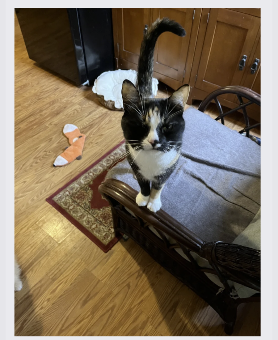Pet photo from Amber's Pawsitive Vibes Pet Services library.