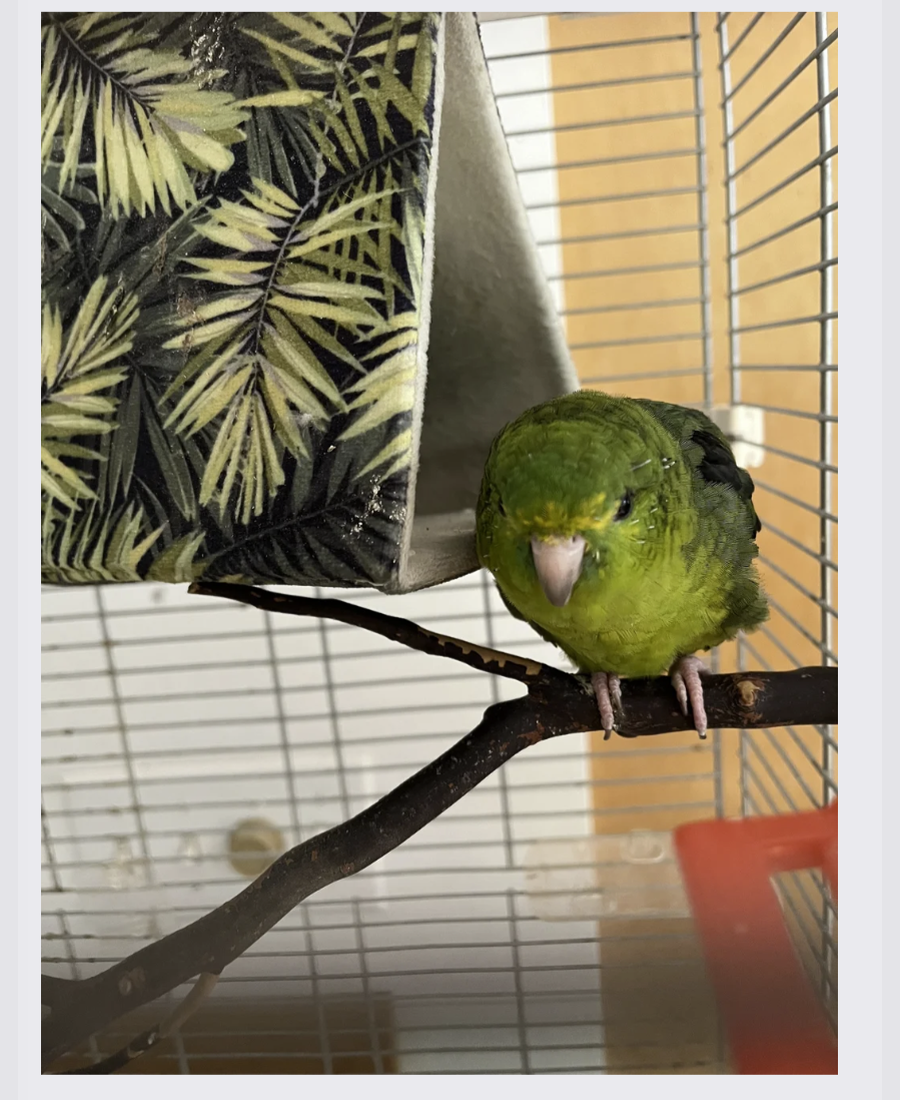 Pet photo from Amber's Pawsitive Vibes Pet Services library.