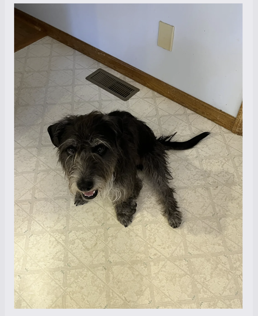 Pet photo from Amber's Pawsitive Vibes Pet Services library.