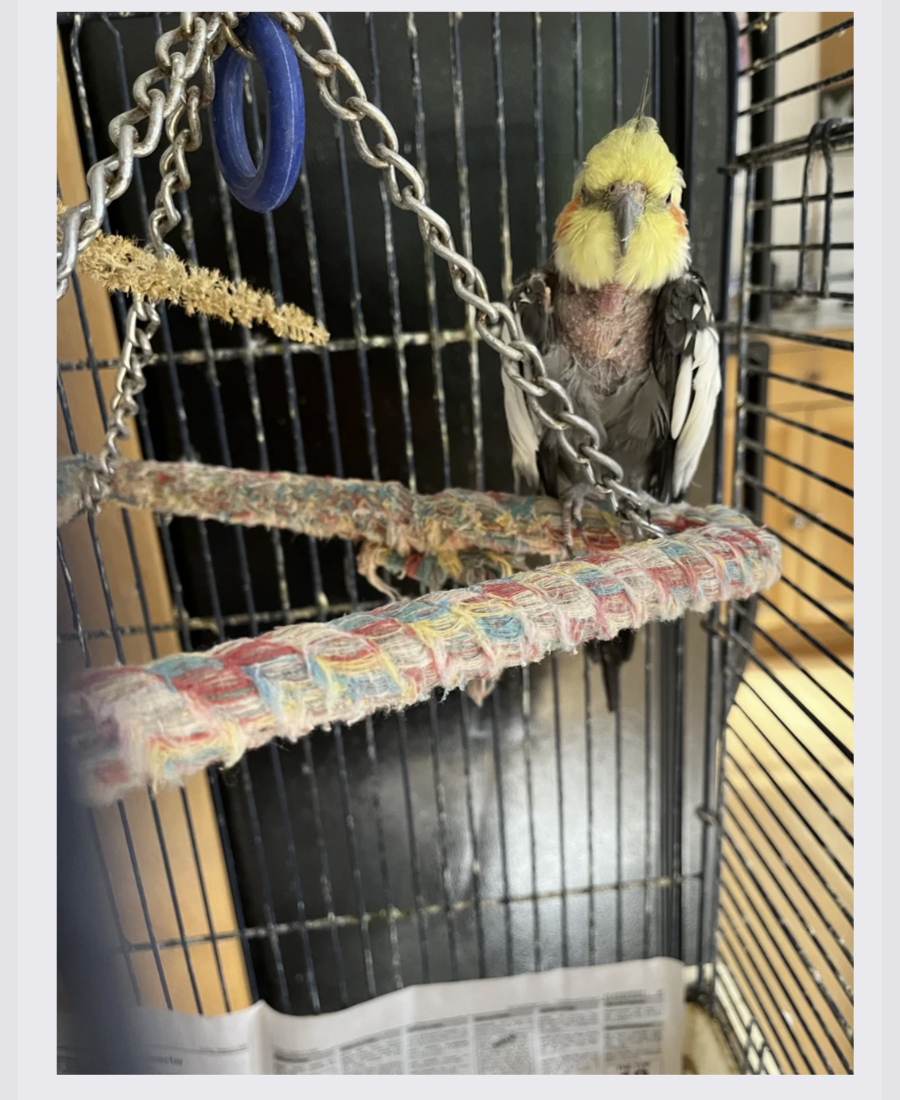Pet photo from Amber's Pawsitive Vibes Pet Services library.