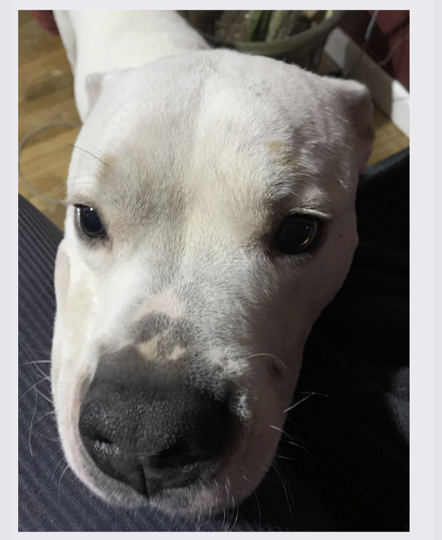 Pet photo from Amber's Pawsitive Vibes Pet Services library.
