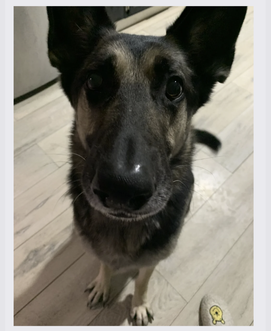 Pet photo from Amber's Pawsitive Vibes Pet Services library.