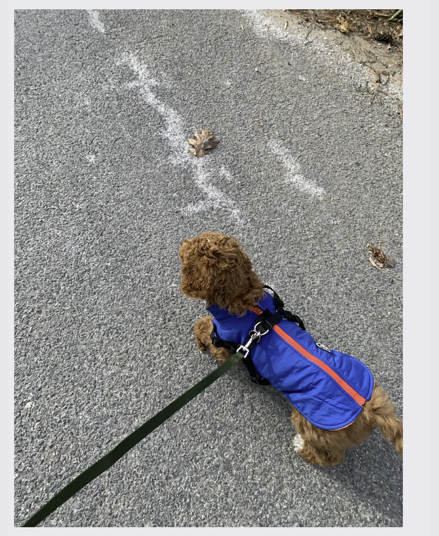 Pet photo from Amber's Pawsitive Vibes Pet Services library.