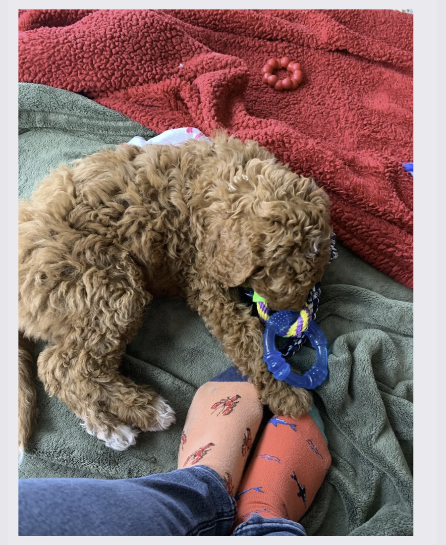 Pet photo from Amber's Pawsitive Vibes Pet Services library.