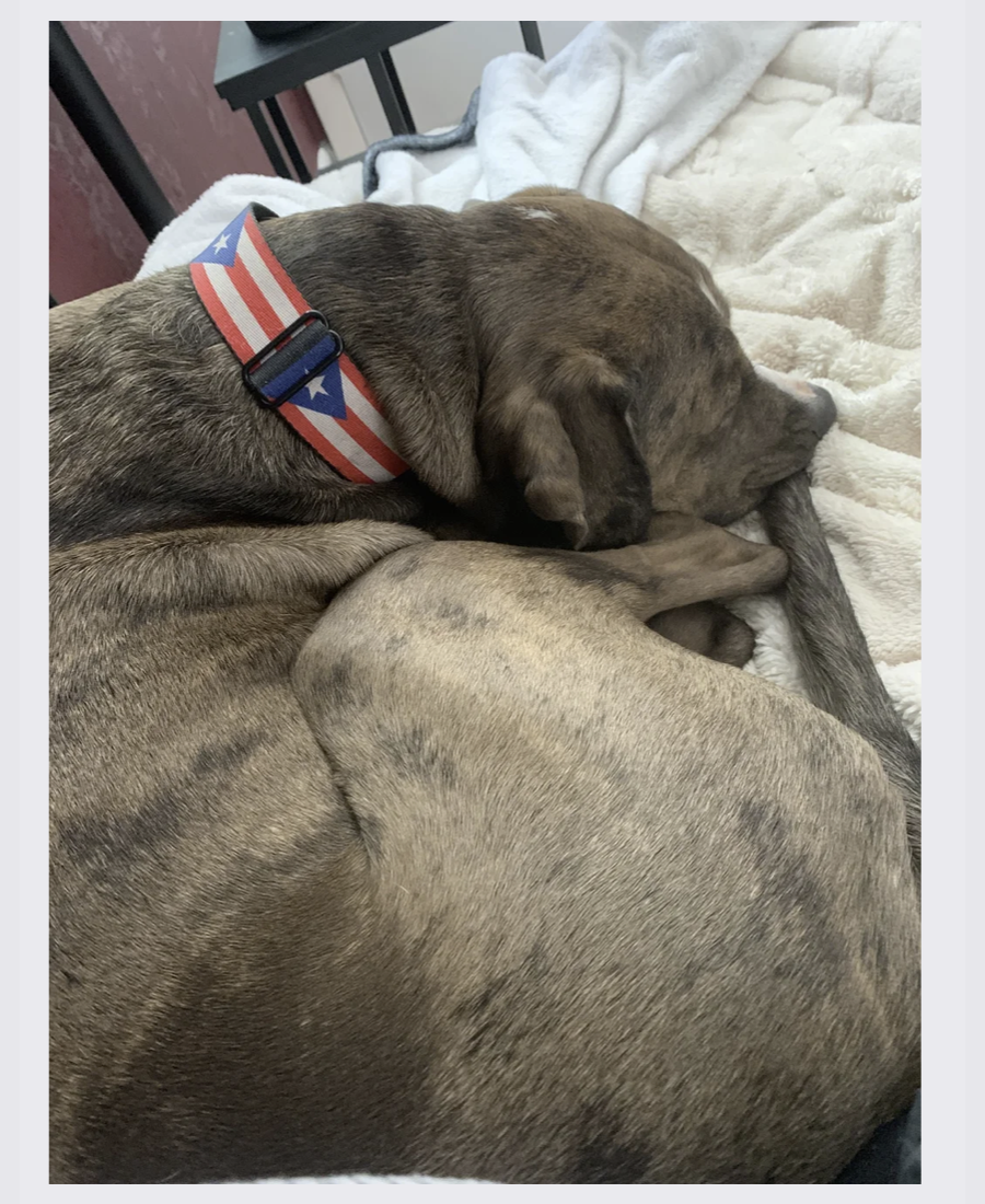 Pet photo from Amber's Pawsitive Vibes Pet Services library.